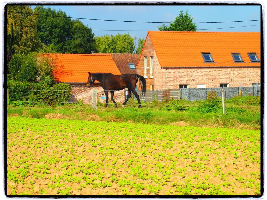 Archipel Holiday Cottage Ellezelles Zimmer foto